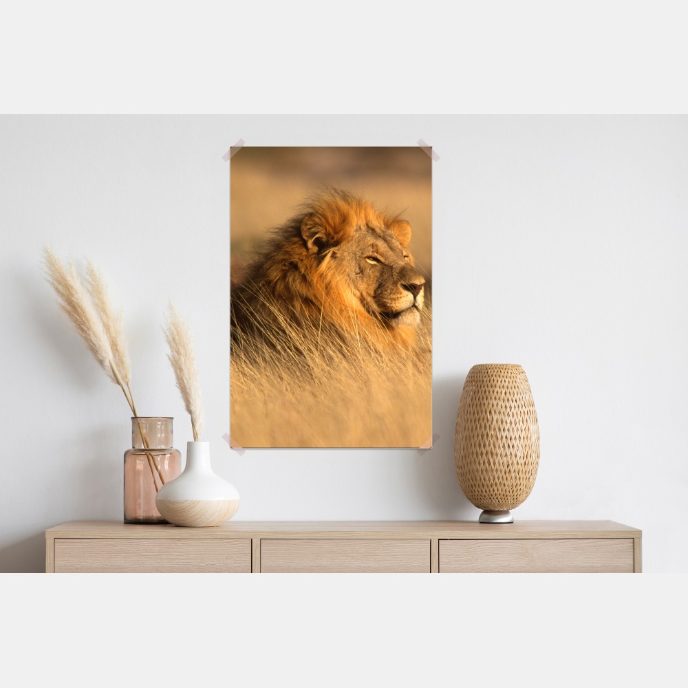Poster majestätischer löwe im hohen gras – Wallnifity®