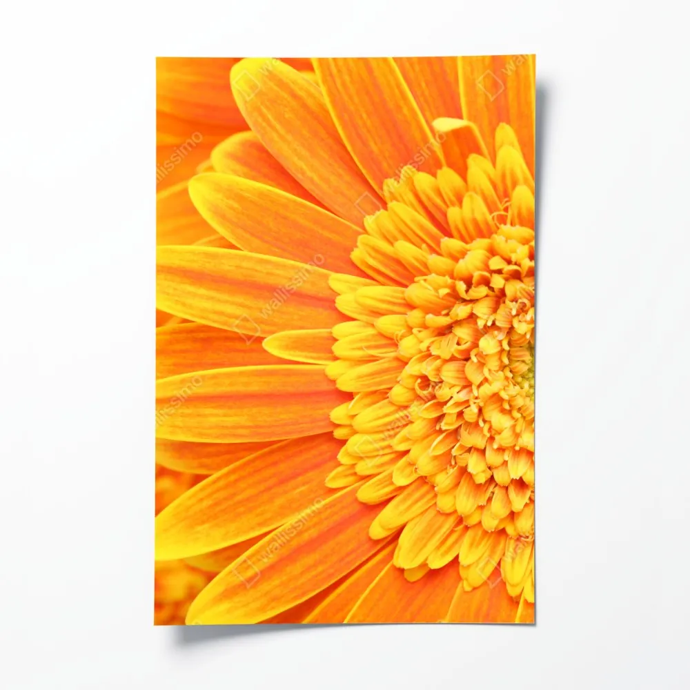 Poster leuchtende orange gerbera in makro – Wallnifity® Poster leuchtende orange gerbera in makro – Wallnifity®