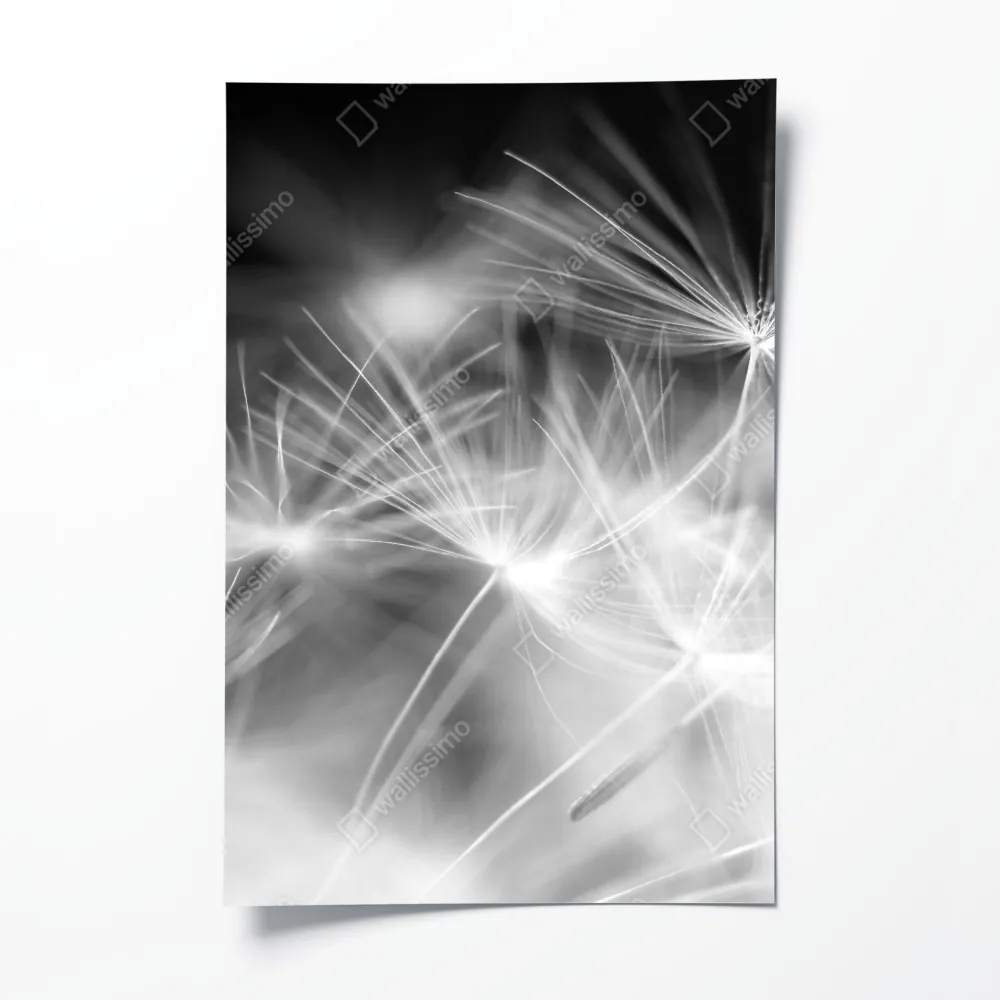 Poster zarte löwenzahnsamen in monochrom – Wallnifity® Poster zarte löwenzahnsamen in monochrom – Wallnifity®