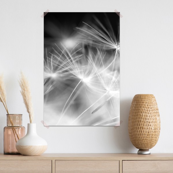 Poster zarte löwenzahnsamen in monochrom – Wallnifity® Poster zarte löwenzahnsamen in monochrom – Wallnifity®