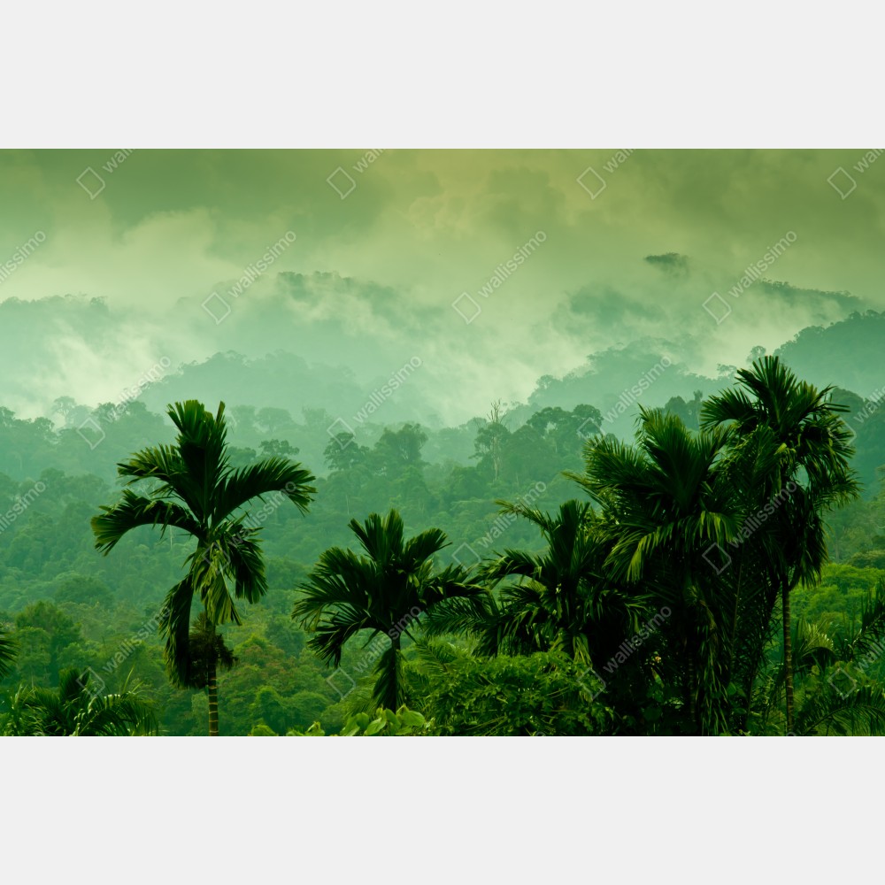 Poster neblige tropische dschungellandschaft – Wallnifity® Poster neblige tropische dschungellandschaft – Wallnifity®