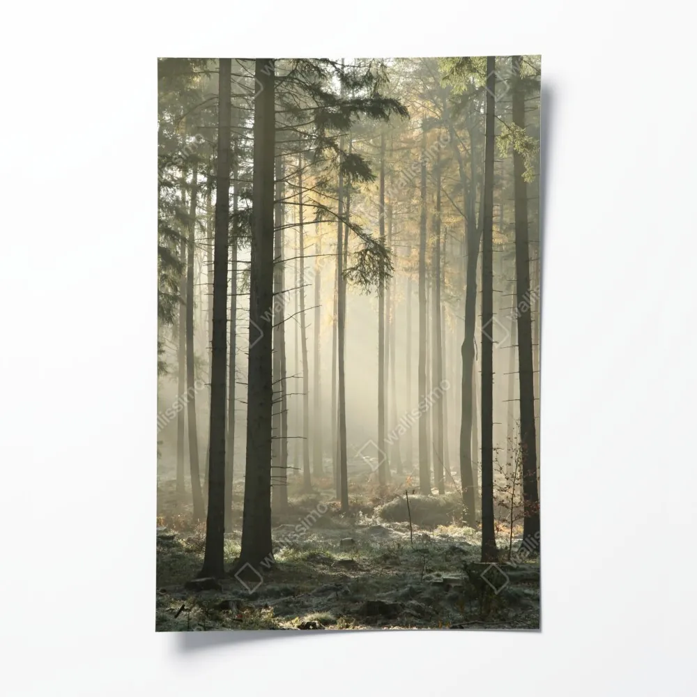 Poster nebliger morgenwald mit sonnenstrahlen – Wallnifity® Poster nebliger morgenwald mit sonnenstrahlen – Wallnifity®