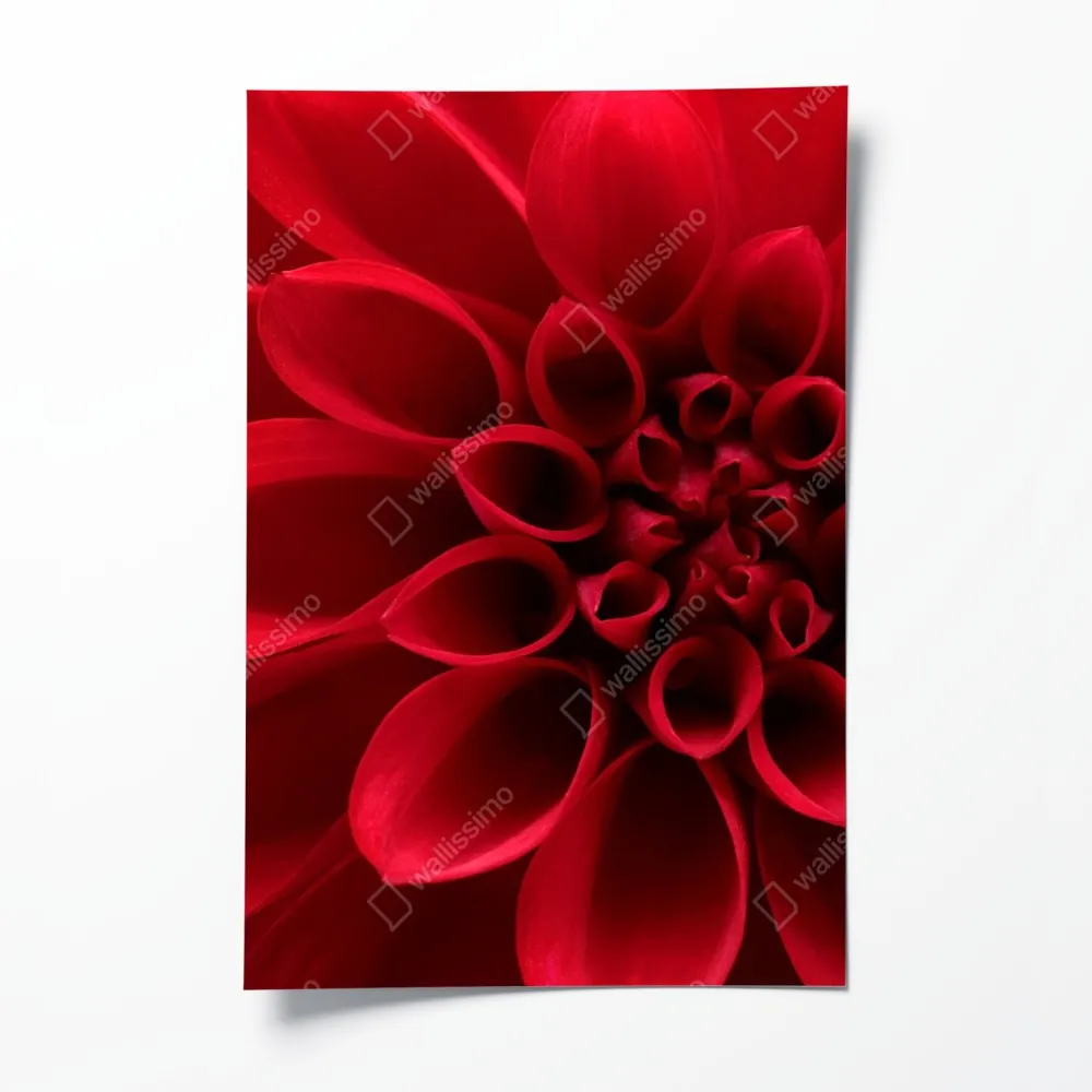 Poster nahaufnahme einer roten dahlie – Wallnifity® Poster nahaufnahme einer roten dahlie – Wallnifity®