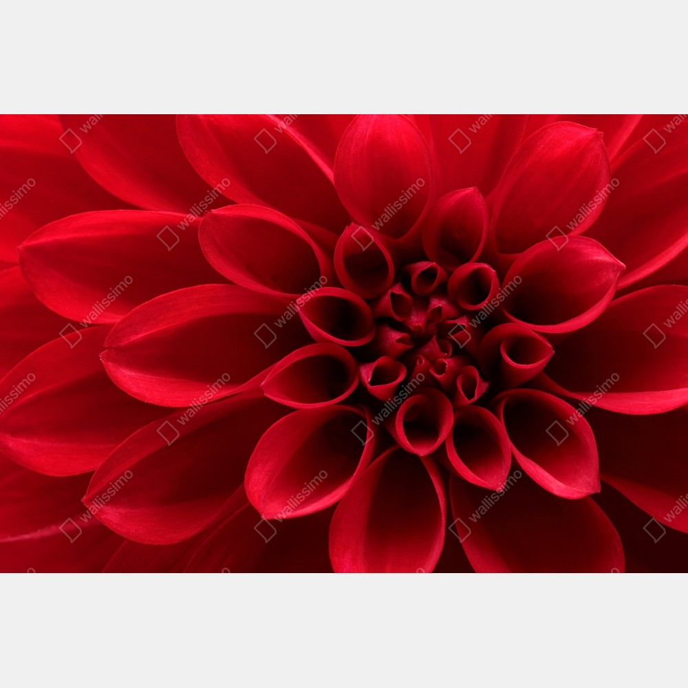 Poster nahaufnahme einer roten dahlie – Wallnifity® Poster nahaufnahme einer roten dahlie – Wallnifity®