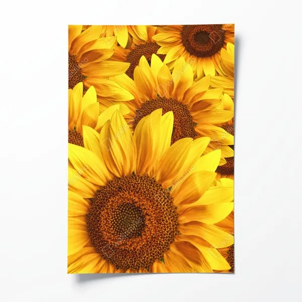 Poster mangrovensteg durch üppigen grünen dschungel – Wallnifity®