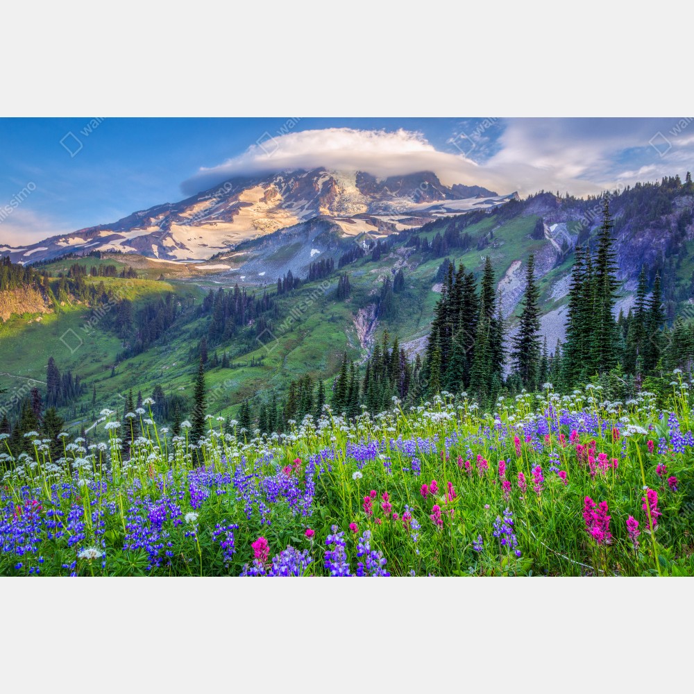 Poster alpine blumenwiese vor schneebedeckten bergen – Wallnifity®