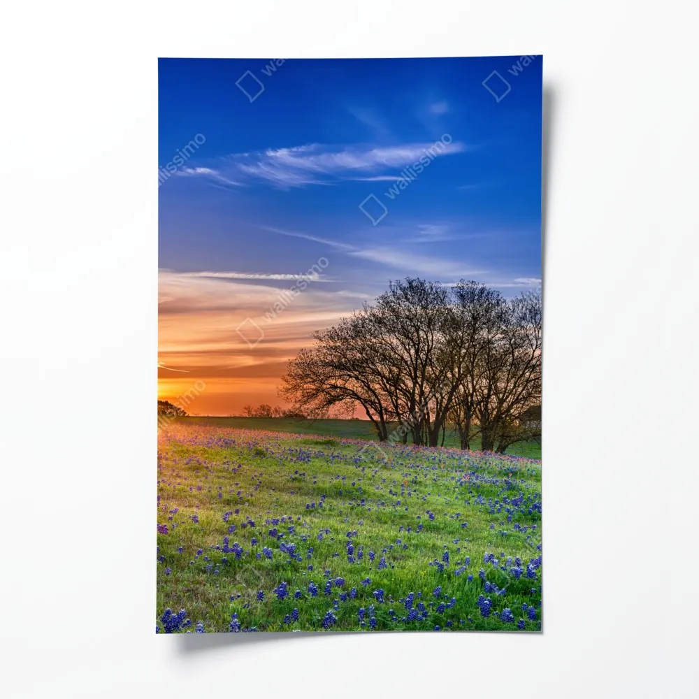 Poster Texas wiese mit bluebonnets im sonnenaufgang – Wallnifity® Poster Texas wiese mit bluebonnets im sonnenaufgang – Wallnifity®