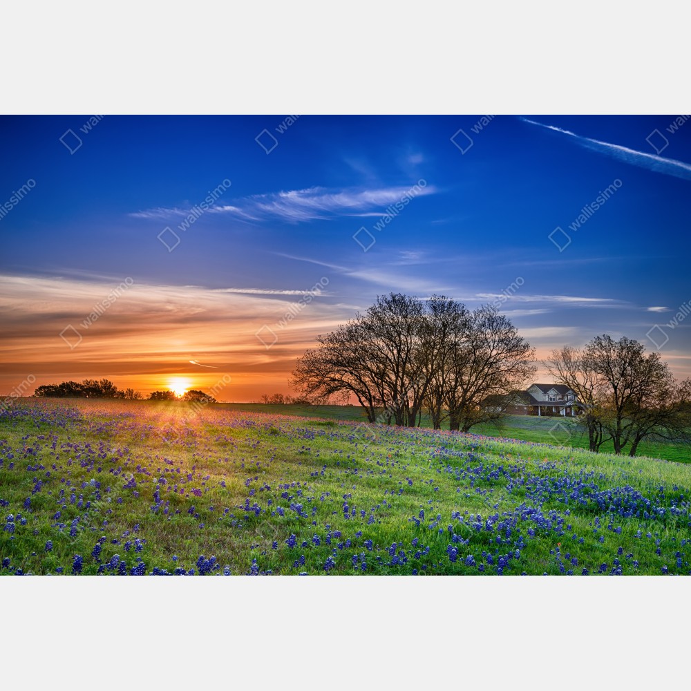 Poster Texas wiese mit bluebonnets im sonnenaufgang – Wallnifity® Poster Texas wiese mit bluebonnets im sonnenaufgang – Wallnifity®