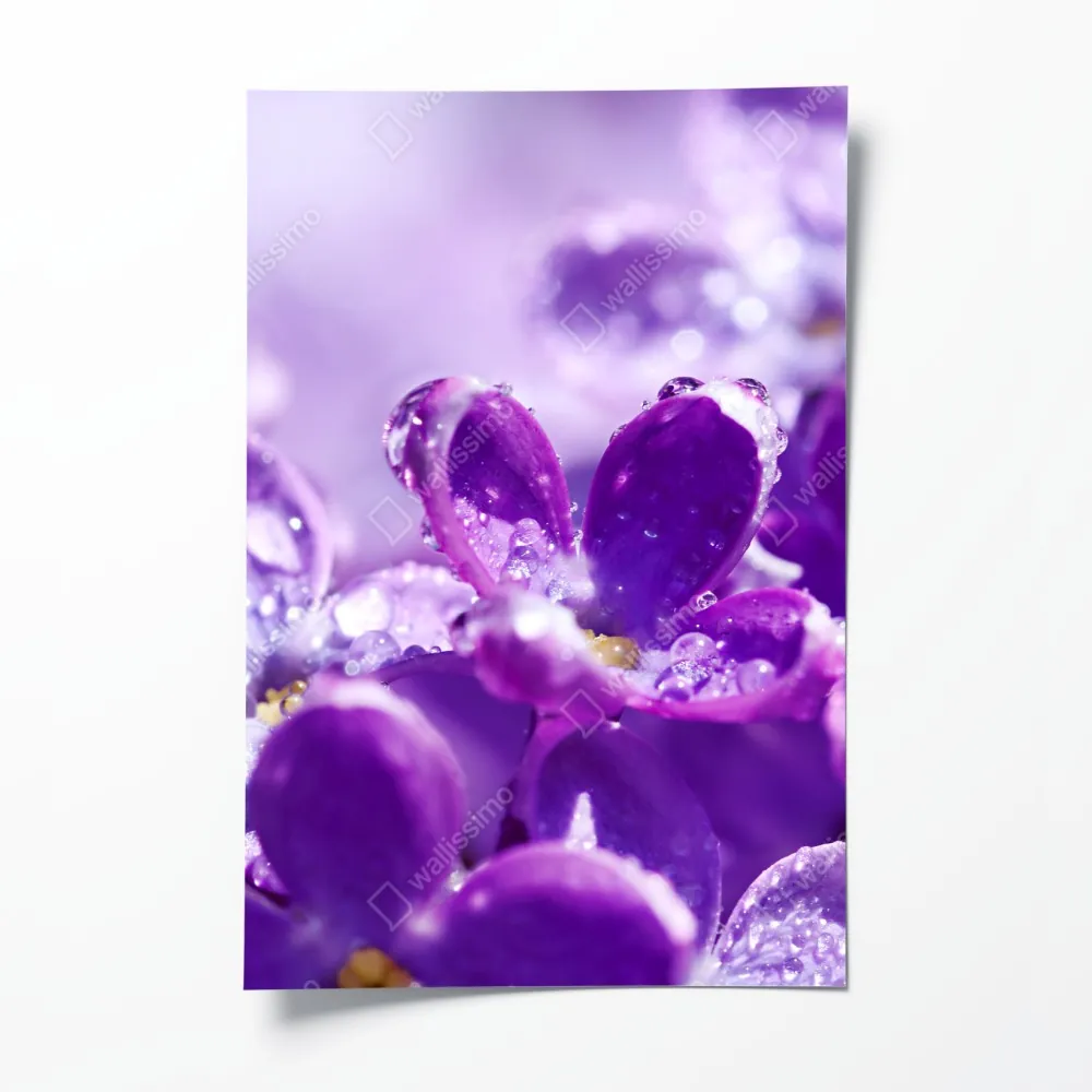 Poster lila fliederblüte mit tau – Wallnifity® Poster lila fliederblüte mit tau – Wallnifity®