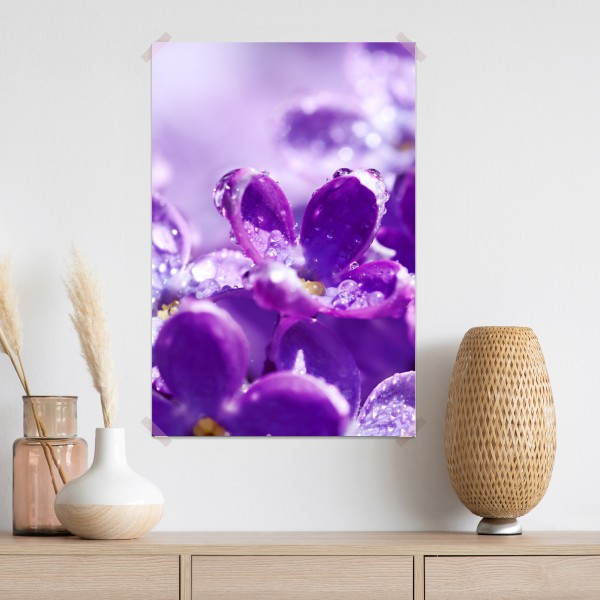 Poster lila fliederblüte mit tau – Wallnifity® Poster lila fliederblüte mit tau – Wallnifity®