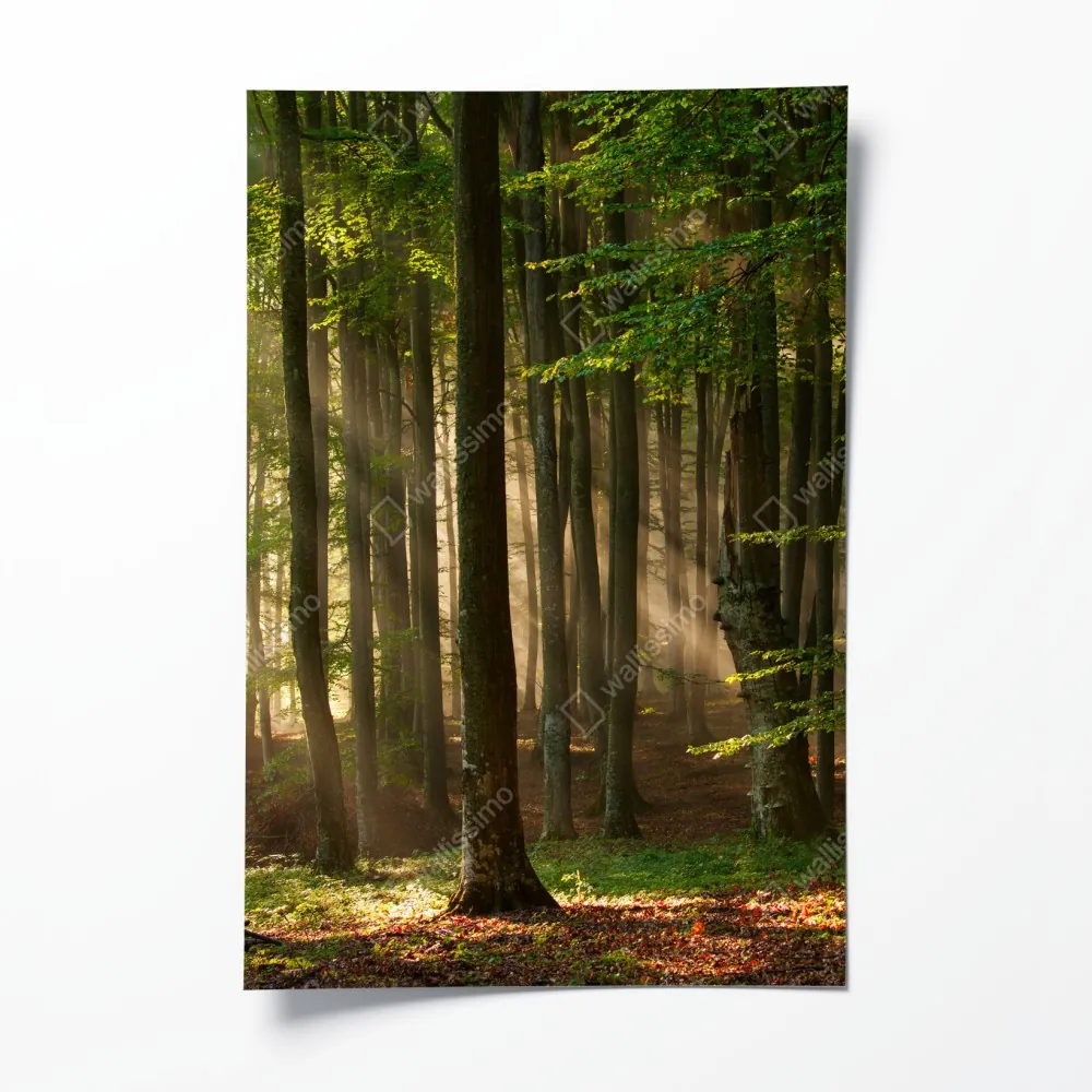 Poster morgendliches licht im buchenwald – Wallnifity® Poster morgendliches licht im buchenwald – Wallnifity®