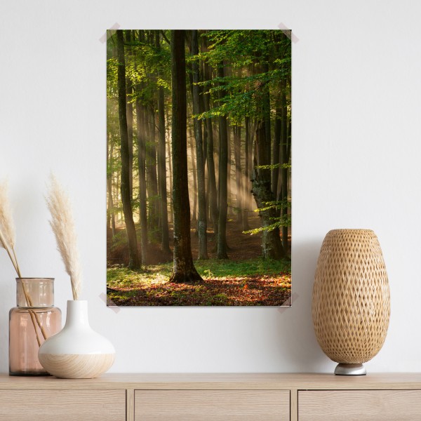 Poster morgendliches licht im buchenwald – Wallnifity® Poster morgendliches licht im buchenwald – Wallnifity®