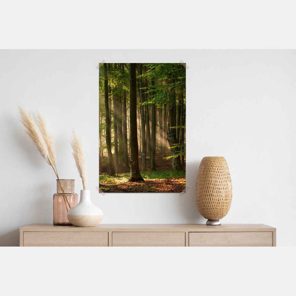 Poster morgendliches licht im buchenwald – Wallnifity® Poster morgendliches licht im buchenwald – Wallnifity®