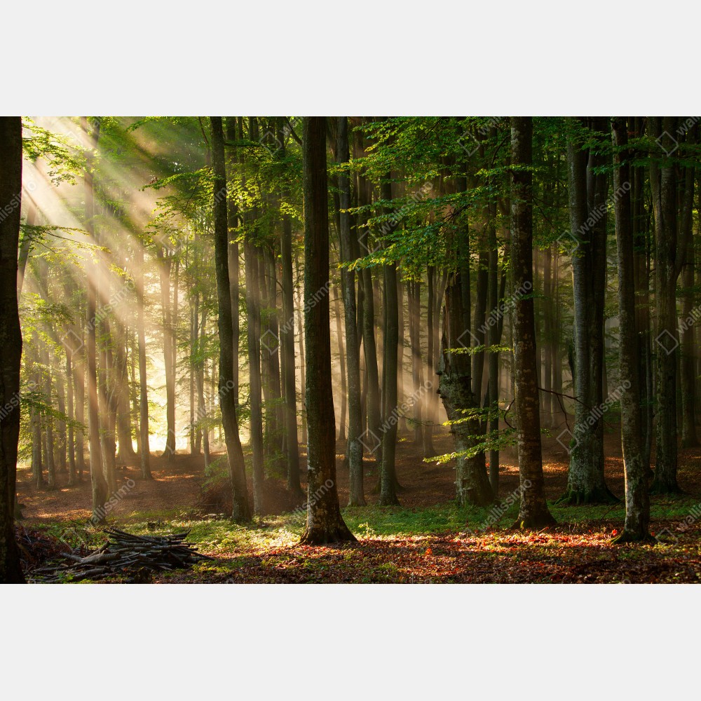 Poster morgendliches licht im buchenwald – Wallnifity® Poster morgendliches licht im buchenwald – Wallnifity®