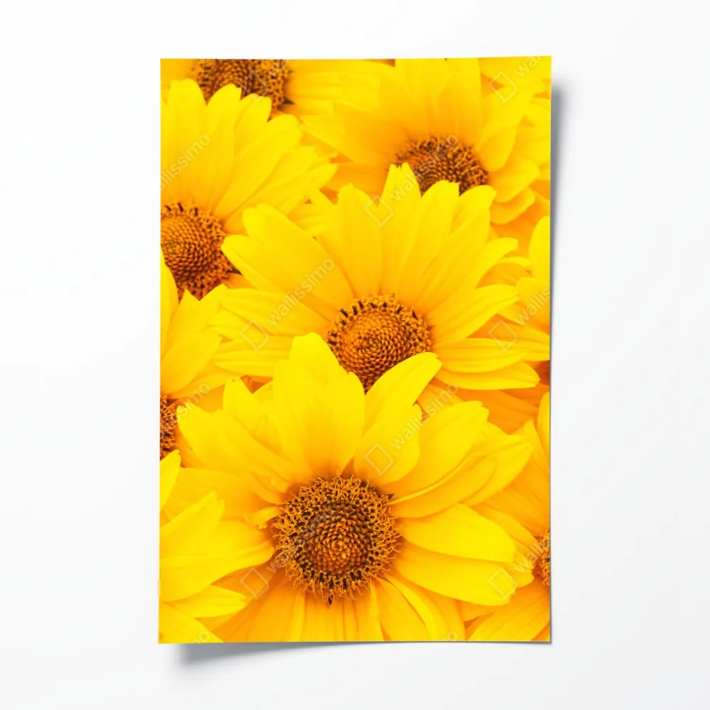 Poster leuchtende gelbe sonnenblumen in nahaufnahme – Wallnifity® Poster leuchtende gelbe sonnenblumen in nahaufnahme – Wallnifity®