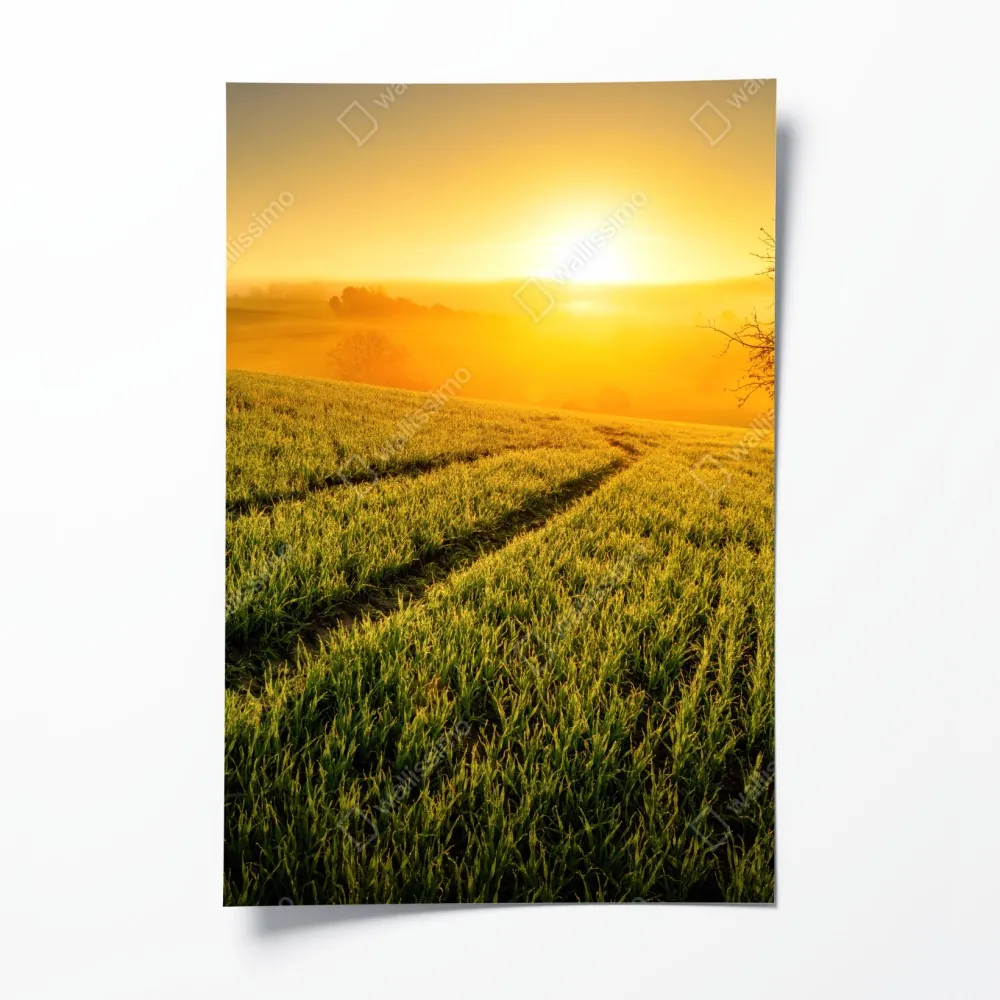 Poster sonnenbeschienene wiese im frühlicht – Wallnifity® Poster sonnenbeschienene wiese im frühlicht – Wallnifity®