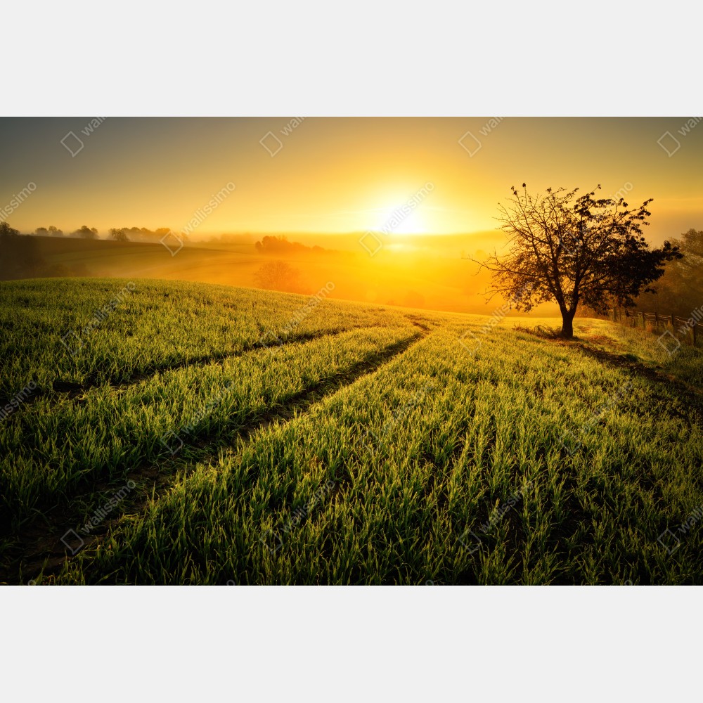 Poster sonnenbeschienene wiese im frühlicht – Wallnifity® Poster sonnenbeschienene wiese im frühlicht – Wallnifity®