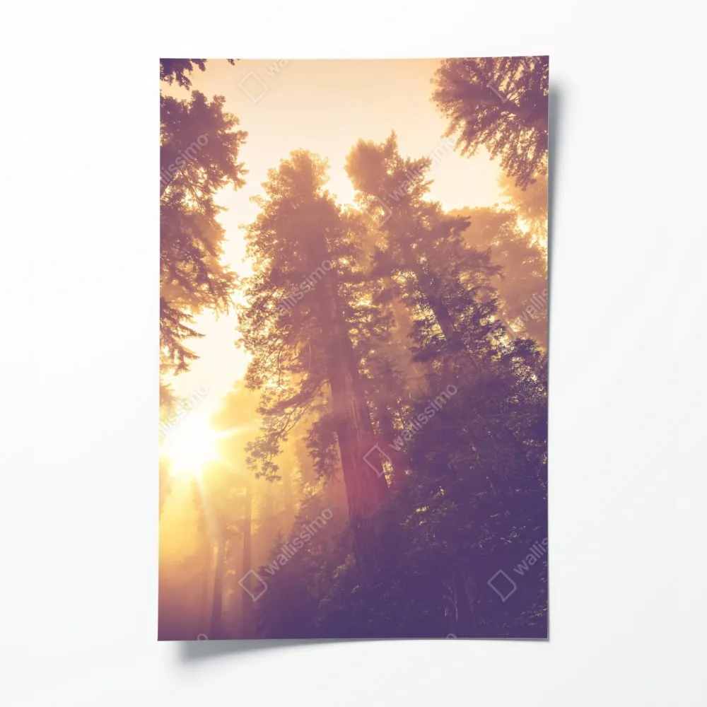 Poster nebeliger mamutbaumwald im goldenen vintagelicht – Wallnifity® Poster nebeliger mamutbaumwald im goldenen vintagelicht – Wallnifity®