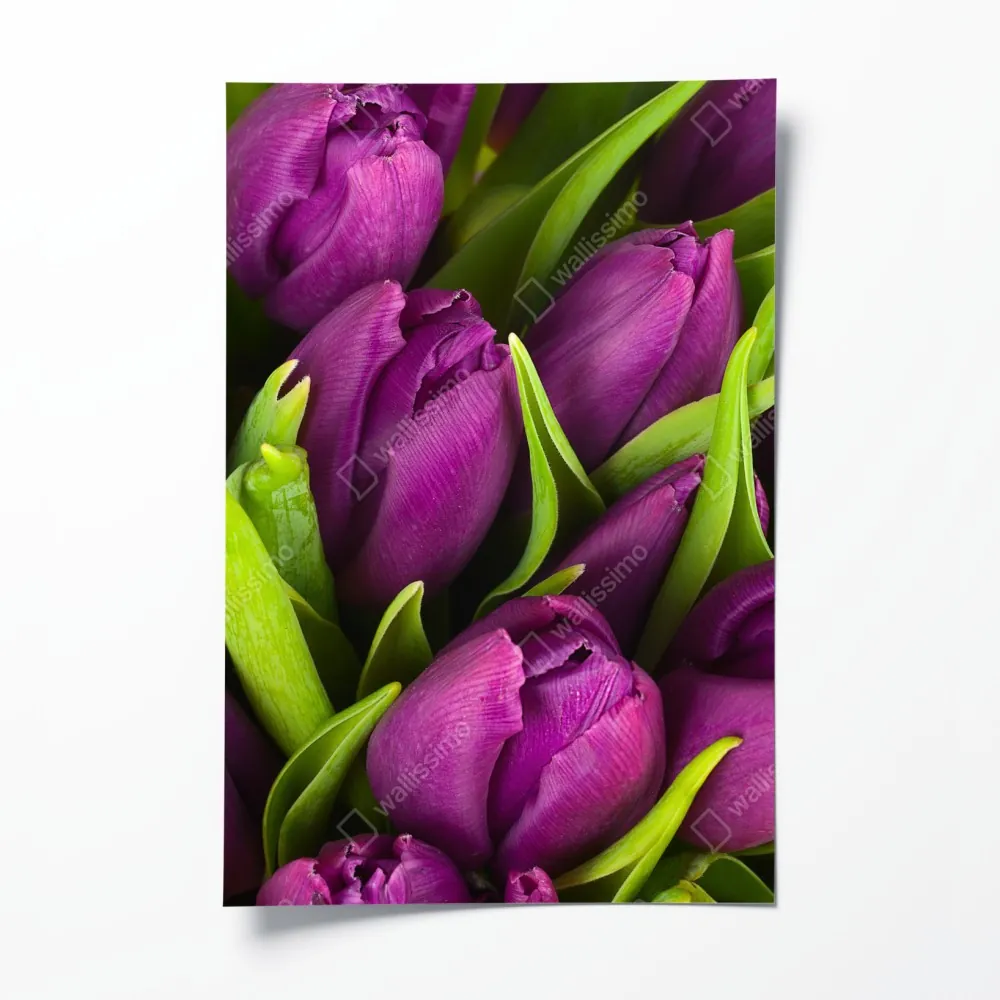 Poster lila tulpen im bukett – Wallnifity® Poster lila tulpen im bukett – Wallnifity®
