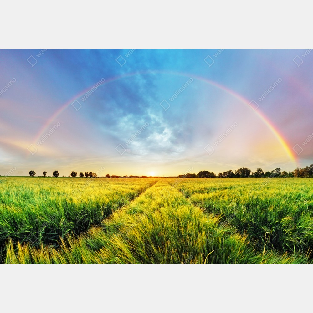 Poster regenbogen über goldenem weizenfeld bei sonnenuntergang – Wallnifity® Poster regenbogen über goldenem weizenfeld bei sonnenuntergang – Wallnifity®