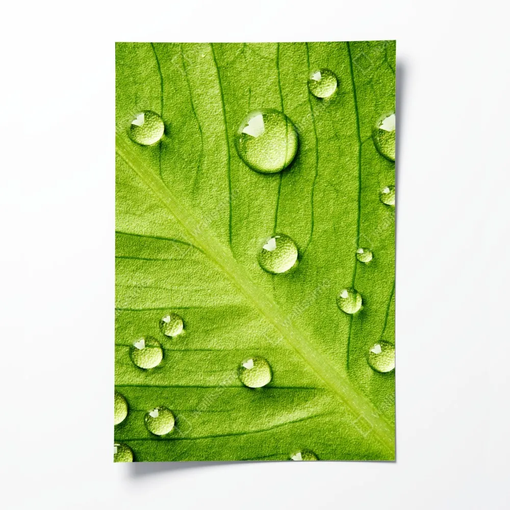 Poster frisches grünes blatt mit wassertropfen – Wallnifity® Poster frisches grünes blatt mit wassertropfen – Wallnifity®