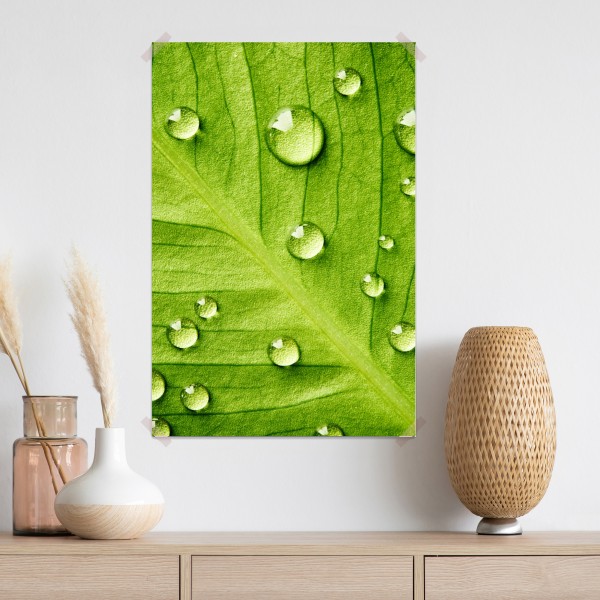 Poster frisches grünes blatt mit wassertropfen – Wallnifity® Poster frisches grünes blatt mit wassertropfen – Wallnifity®