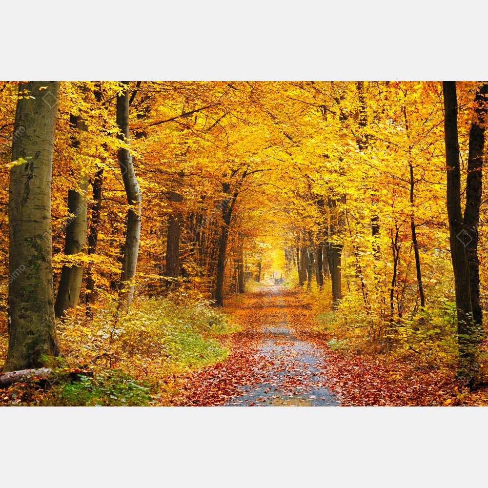 Poster goldener herbstwald pfad – Wallnifity® Poster goldener herbstwald pfad – Wallnifity®