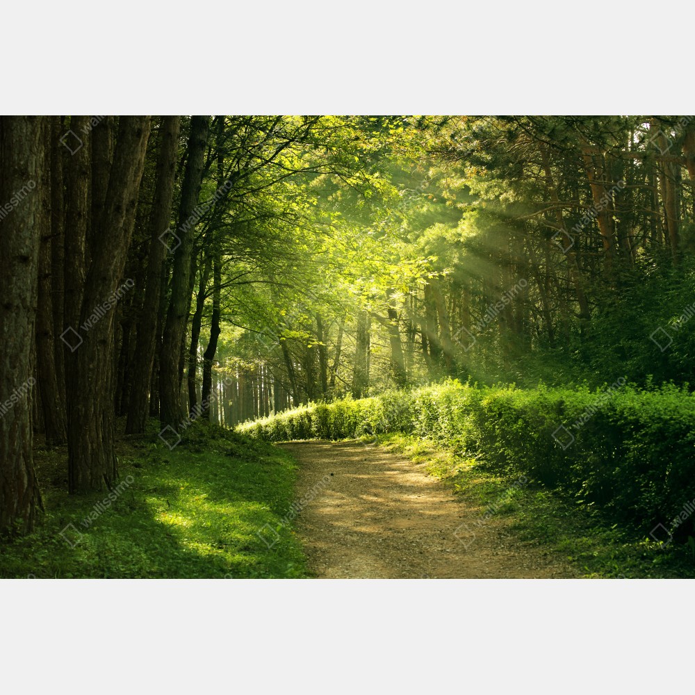 Poster sonnenbeschienener waldpfad im grünen – Wallnifity® Poster sonnenbeschienener waldpfad im grünen – Wallnifity®