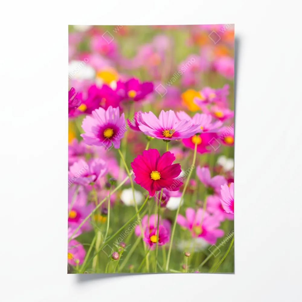 Poster rosa kosmeenwiese in blüte – Wallnifity®