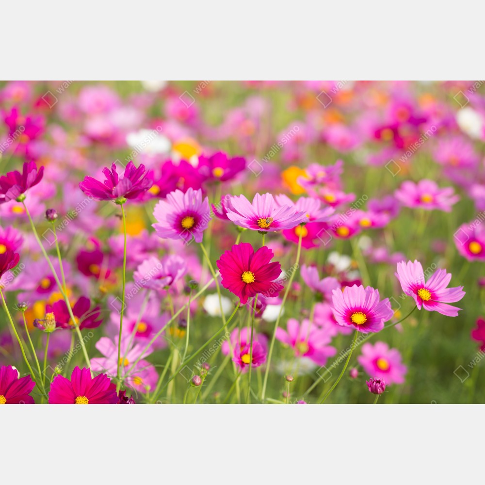 Poster rosa kosmeenwiese in blüte – Wallnifity®