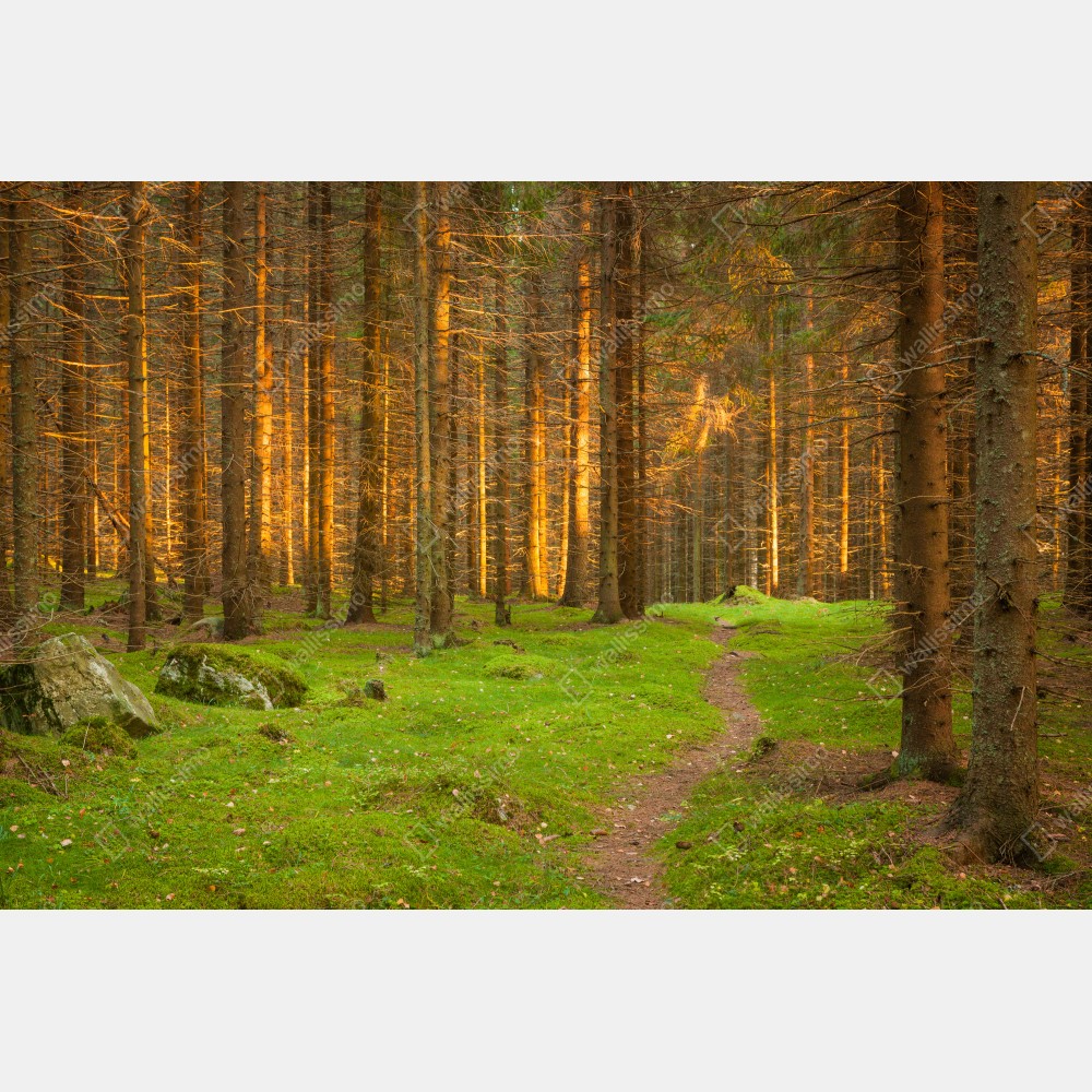 Poster goldenes licht im moosbedeckten kiefernwald – Wallnifity® Poster goldenes licht im moosbedeckten kiefernwald – Wallnifity®