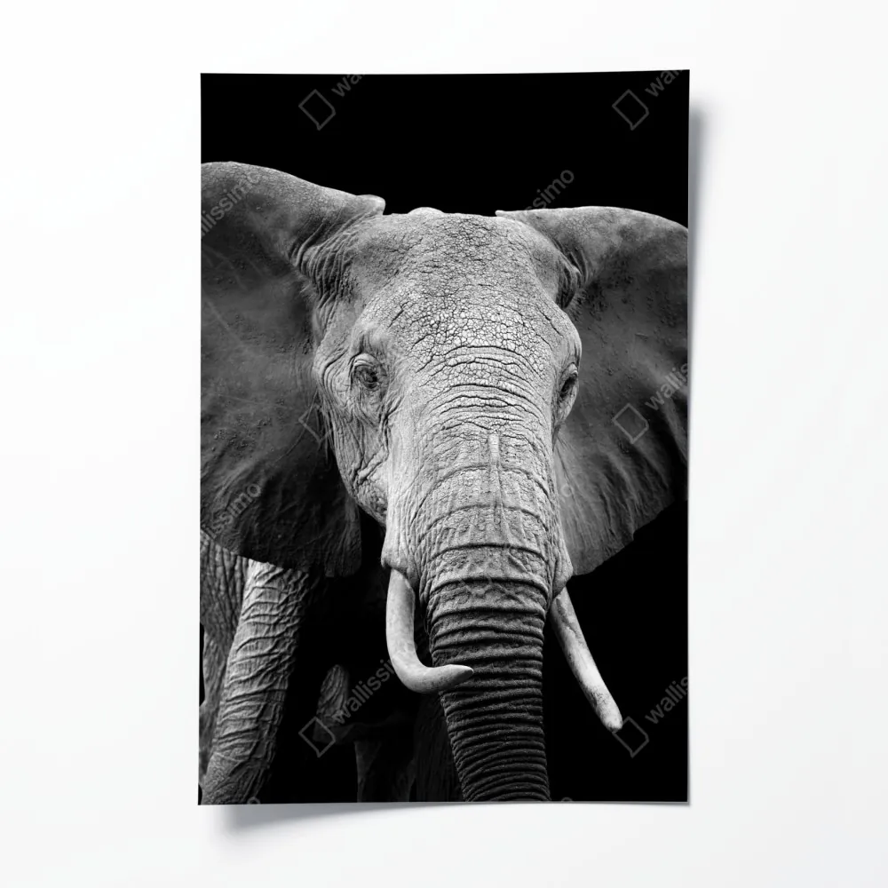 Poster majestätisches elefantenporträt in monochrom – Wallnifity® Poster majestätisches elefantenporträt in monochrom – Wallnifity®