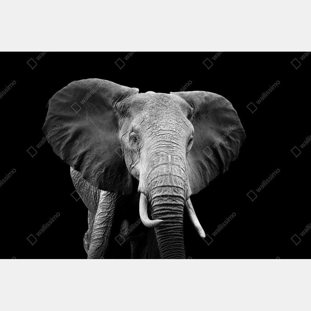 Poster majestätisches elefantenporträt in monochrom – Wallnifity® Poster majestätisches elefantenporträt in monochrom – Wallnifity®
