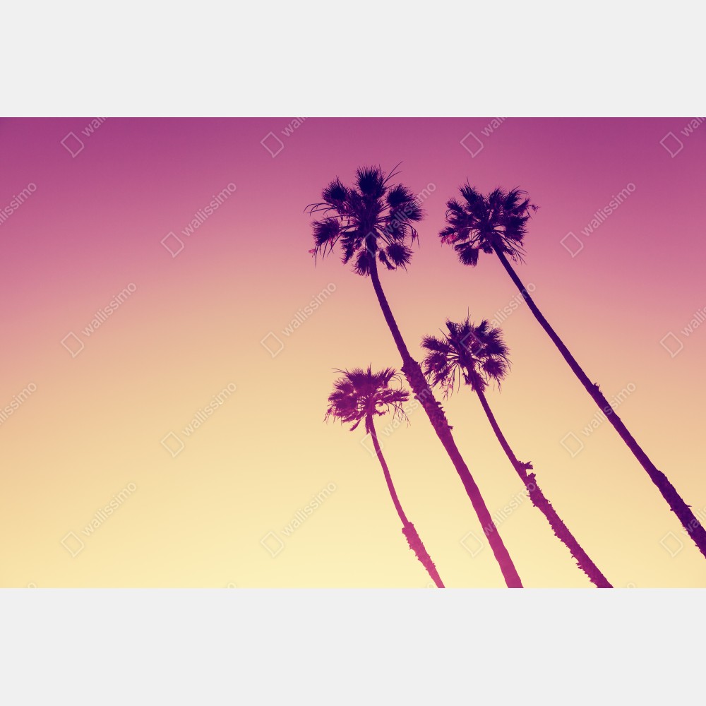 Poster kalifornische palmen bei Sunset Cliffs – Wallnifity® Poster kalifornische palmen bei Sunset Cliffs – Wallnifity®