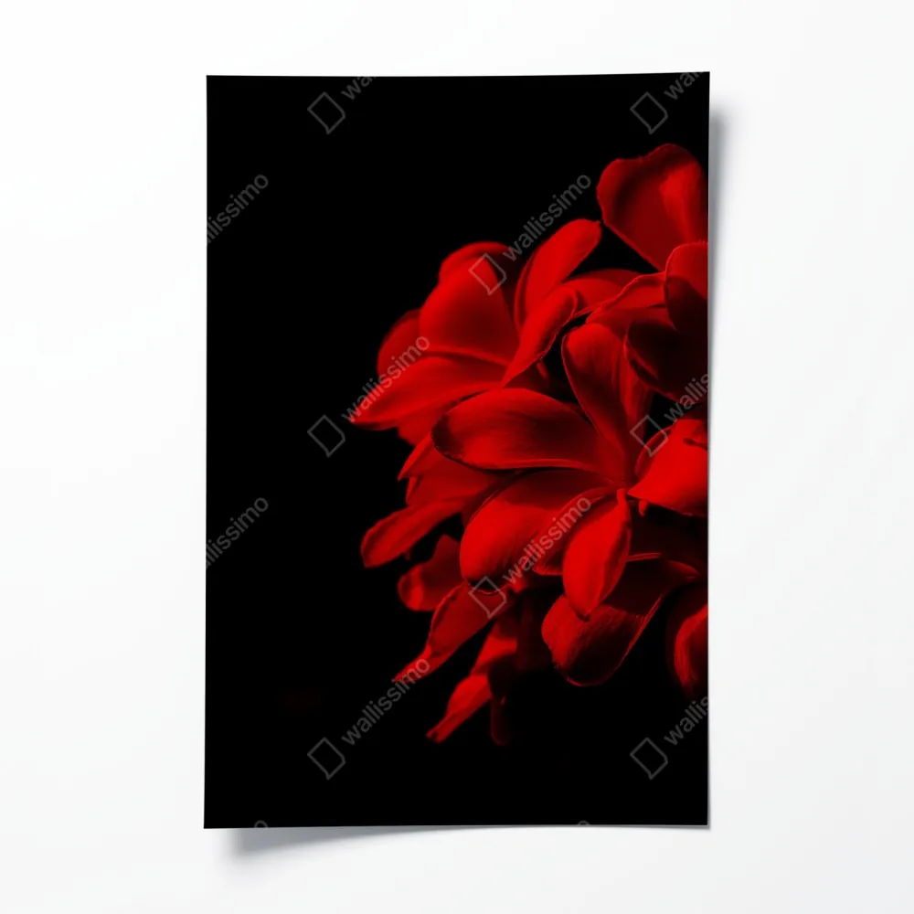 Poster rote plumeria auf schwarzem hintergrund – Wallnifity® Poster rote plumeria auf schwarzem hintergrund – Wallnifity®