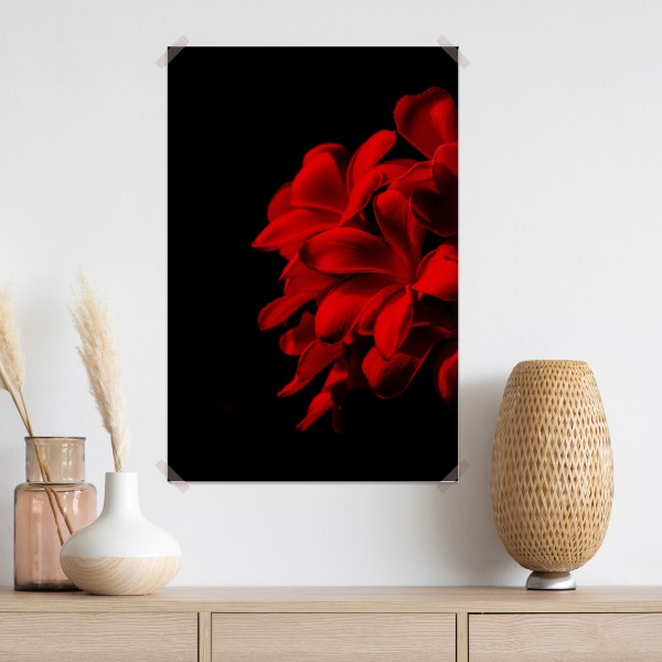 Poster rote plumeria auf schwarzem hintergrund – Wallnifity® Poster rote plumeria auf schwarzem hintergrund – Wallnifity®