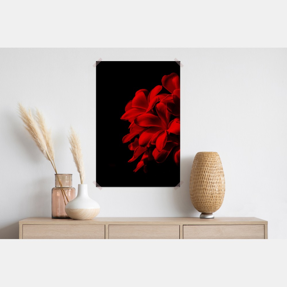 Poster rote plumeria auf schwarzem hintergrund – Wallnifity® Poster rote plumeria auf schwarzem hintergrund – Wallnifity®