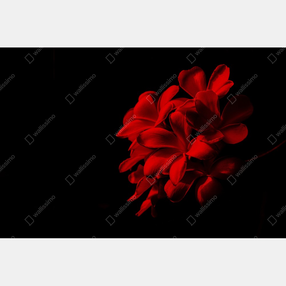 Poster rote plumeria auf schwarzem hintergrund – Wallnifity® Poster rote plumeria auf schwarzem hintergrund – Wallnifity®