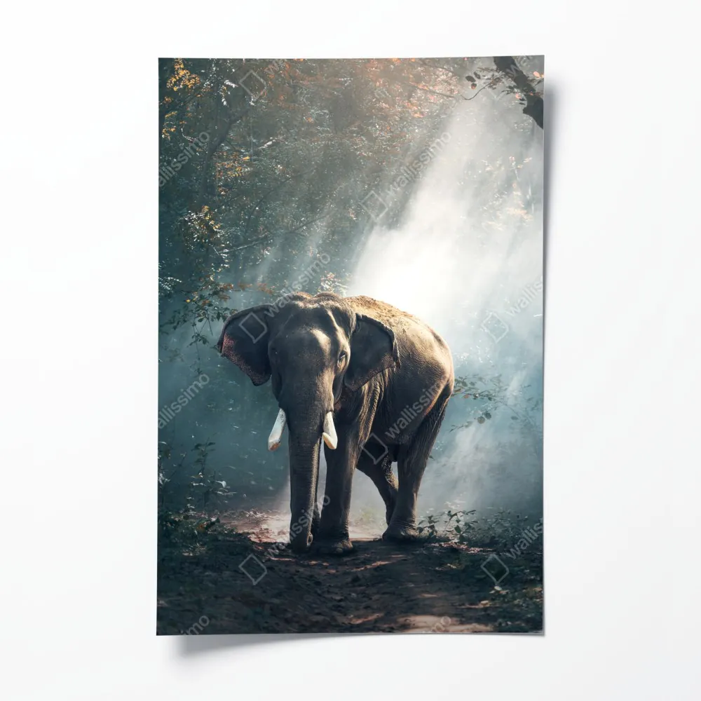 Poster majestätischer elefant im sonnenlichtdurchfluteten wald – Wallnifity® Poster majestätischer elefant im sonnenlichtdurchfluteten wald – Wallnifity®