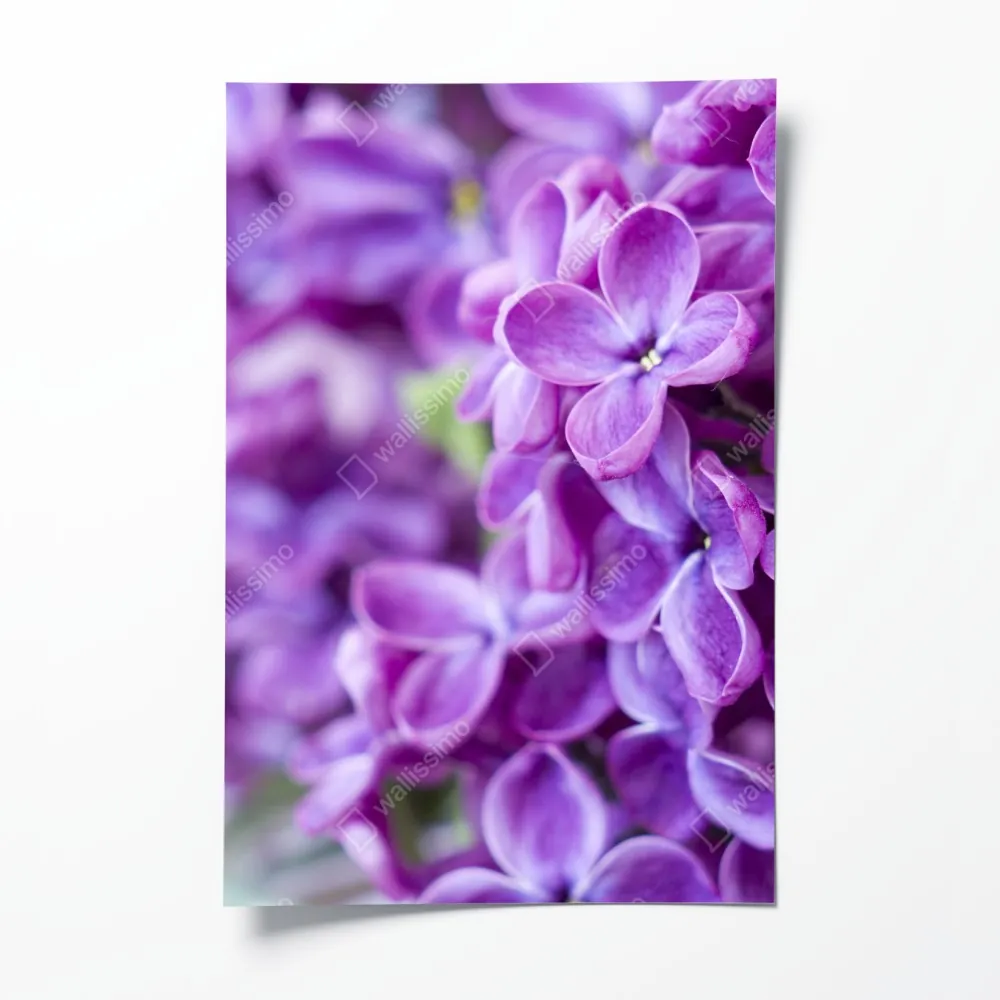 Poster lila fliederblüten nahaufnahme – Wallnifity® Poster lila fliederblüten nahaufnahme – Wallnifity®