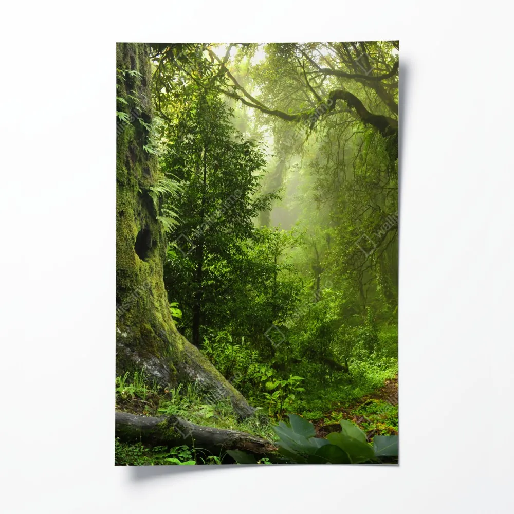 Poster moosiger alter waldpfad – Wallnifity®