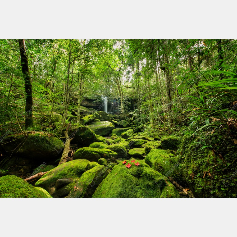 Poster üppiger moosbewachsener wasserfall im tropischen wald – Wallnifity®