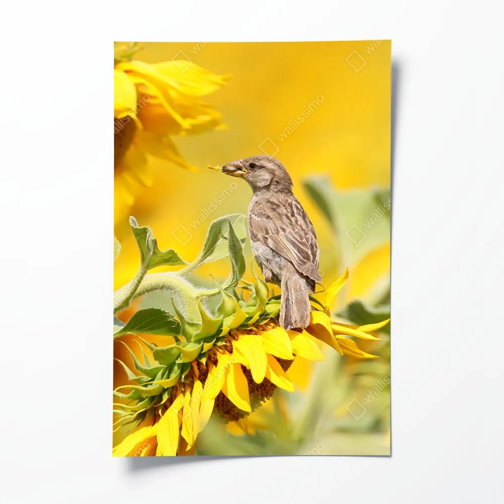 Poster spatz auf einer sonnenblume – Wallnifity® Poster spatz auf einer sonnenblume – Wallnifity®