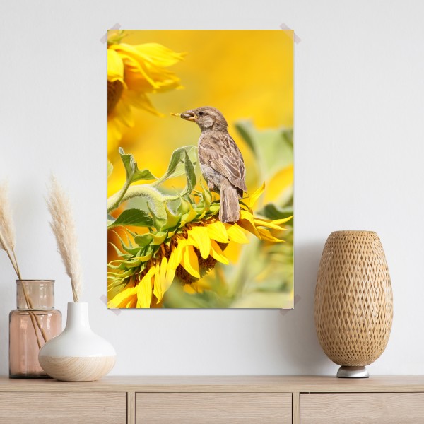 Poster spatz auf einer sonnenblume – Wallnifity® Poster spatz auf einer sonnenblume – Wallnifity®