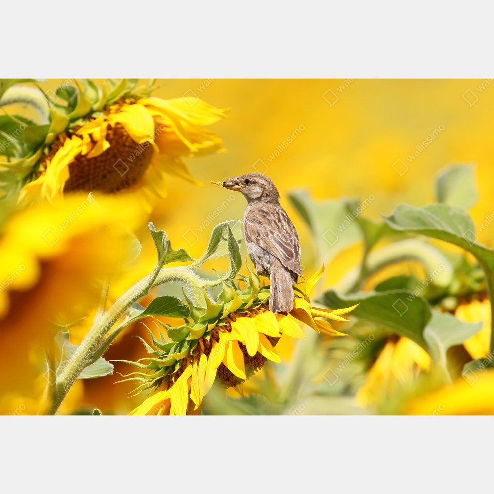 Poster spatz auf einer sonnenblume – Wallnifity® Poster spatz auf einer sonnenblume – Wallnifity®