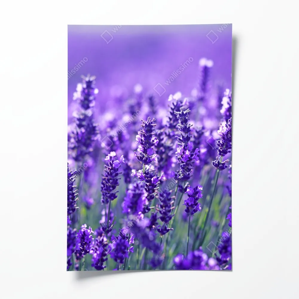 Poster lavendelfeld nahaufnahme – Wallnifity® Poster lavendelfeld nahaufnahme – Wallnifity®