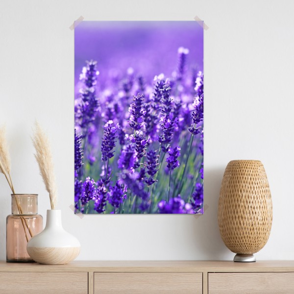 Poster lavendelfeld nahaufnahme – Wallnifity® Poster lavendelfeld nahaufnahme – Wallnifity®