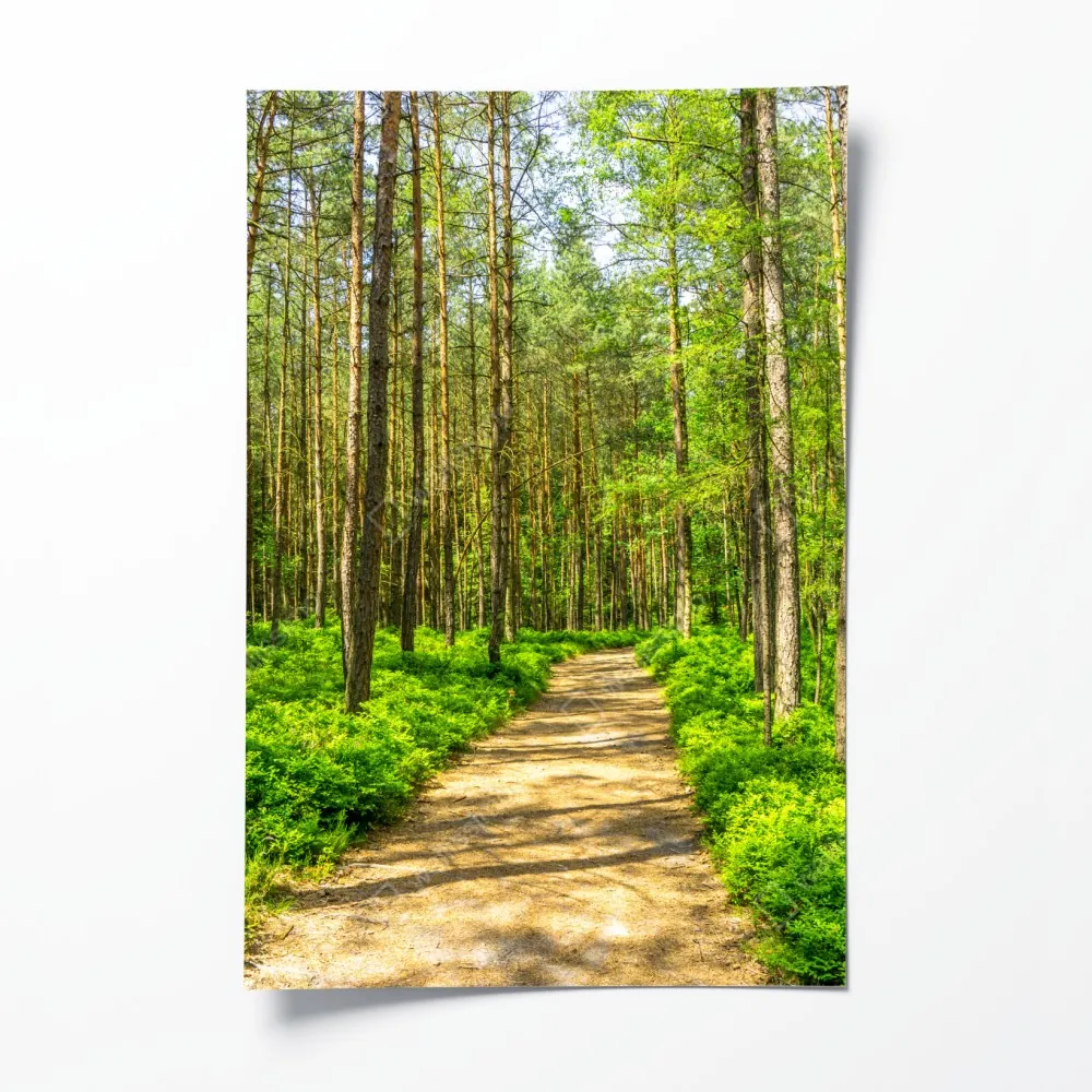 Poster sonniger waldweg zwischen kiefern – Wallnifity® Poster sonniger waldweg zwischen kiefern – Wallnifity®