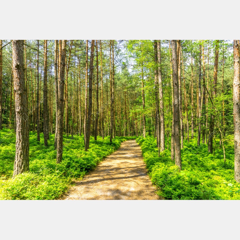Poster sonniger waldweg zwischen kiefern – Wallnifity® Poster sonniger waldweg zwischen kiefern – Wallnifity®