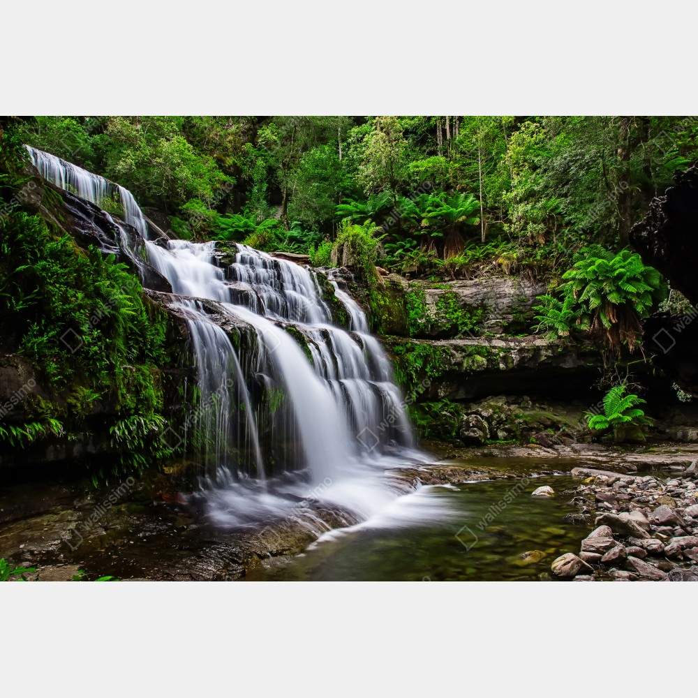 Poster wasserfall Liffey Falls im üppigen Regenwald von Tasmanien – Wallnifity® Poster wasserfall Liffey Falls im üppigen Regenwald von Tasmanien – Wallnifity®